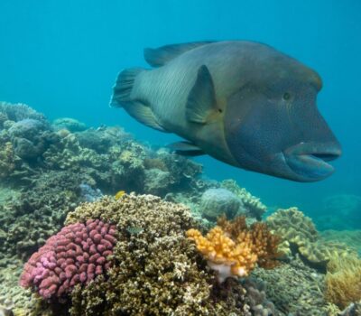 Maori-Wrasse-Wally-1-scaled-min