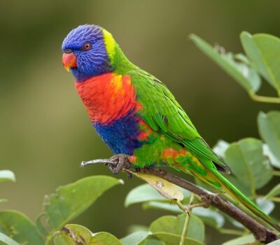 Rainbow-Lorikeet-Pictures-min