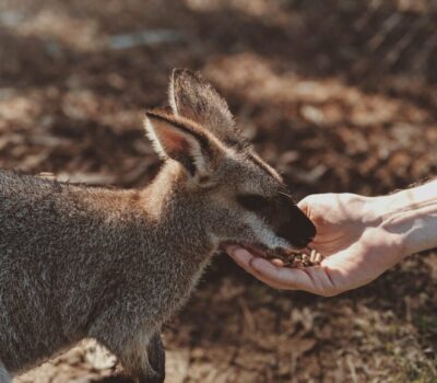 photo-of-gray-wallaby-2619707-1-scaled-min