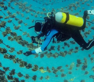 sn-coralreef-min