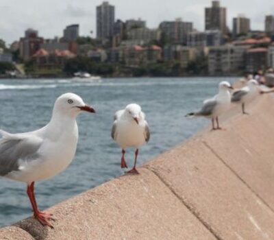 107813959_seagull2