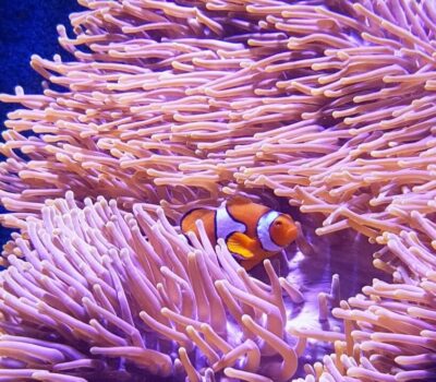 Clownfish