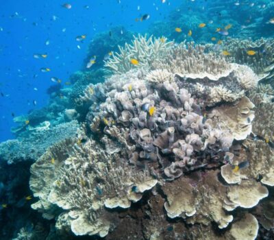 Coral-Moore-reef-SLR-20181129-CALYPSO©2018-SJI-6457-scaled