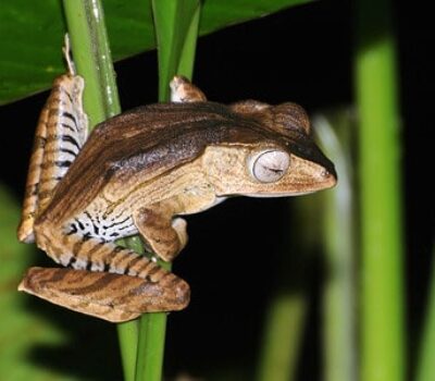 File-eared-Tree-Frog-min