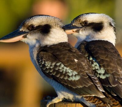 Kookaburras