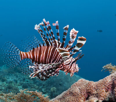 Lionfish_DP