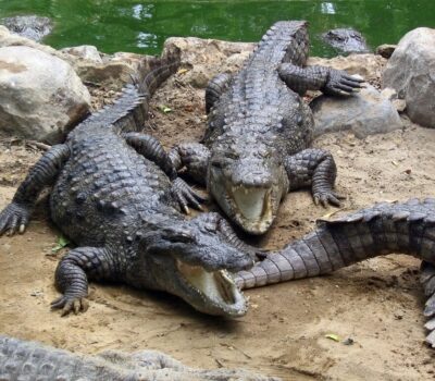 Marsh_Crocodiles_basking_in_the_sun