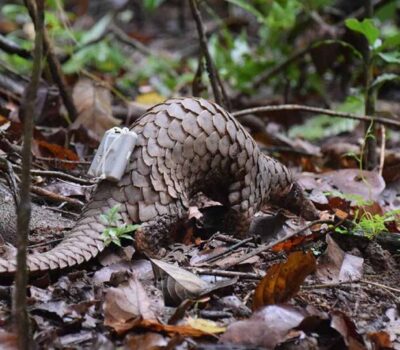 Pangolin-at-DGFC-Cekal-Angus_blog-image-min