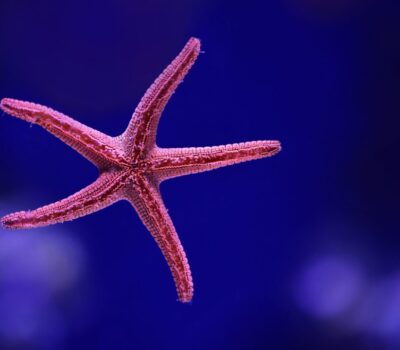 Starfish-David-Clode-scaled