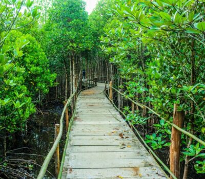 brown-wooden-bridge-beside-green-leafy-trees-726298-scaled