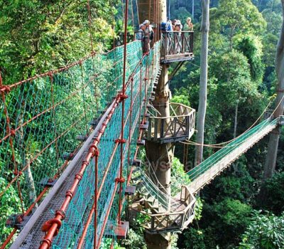 canopy-walk-danum-valley-min