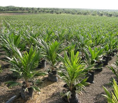 original_palm_news-min