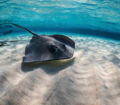 stingrays_on_sand_patch-770x480@2x